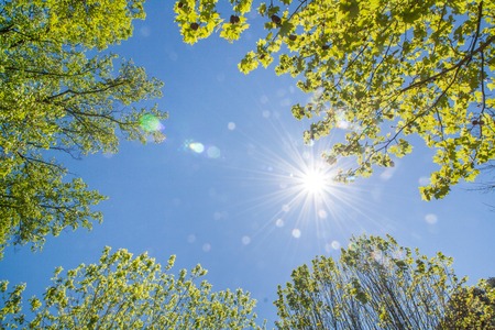 Watching the sun rays shinging through the trees.の写真素材
