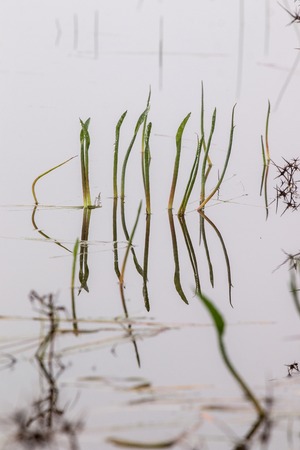 temporary rain ponds with vegetationの写真素材