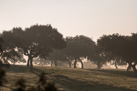 Foggy countryside with a dirt road and sparse trees.の写真素材