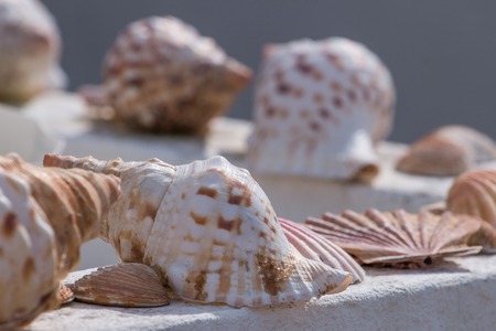 Several seashells aligned on a wallの写真素材