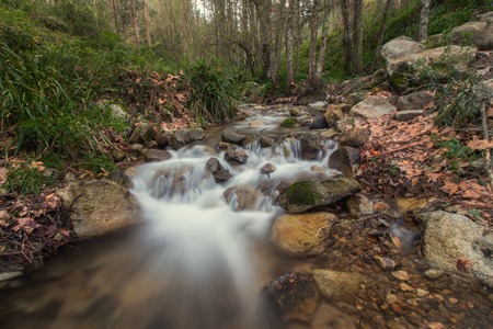 View of a beautiful and healthy forest river in the Monchique region.の写真素材
