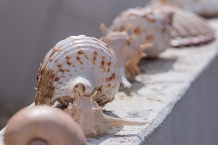 Several seashells aligned on a wallの写真素材