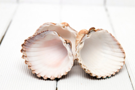 several clam shells isolated on a white wooden background.の写真素材