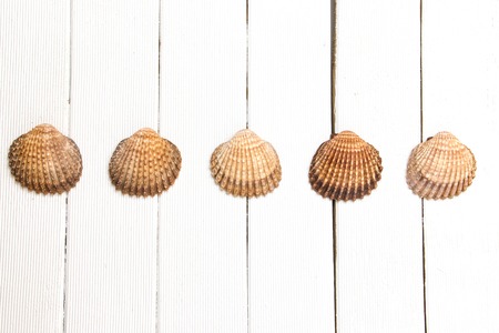 Several seashells aligned on a white wooden background.