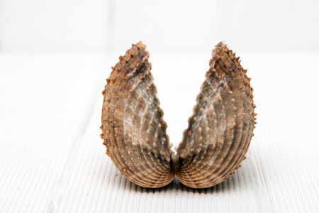 clam shell isolated on a white wooden background.の写真素材