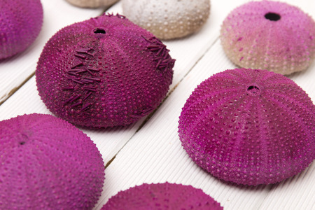 sea urchin isolated on a white background.