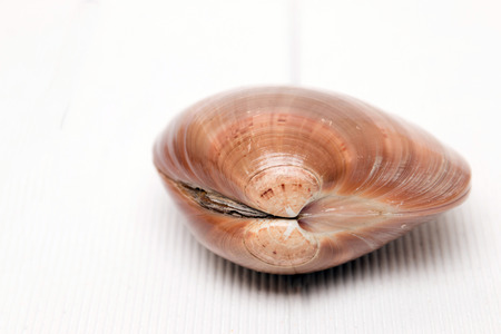 Seashell isolated on a white wooden background.の写真素材