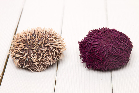 sea urchin isolated on a white background.