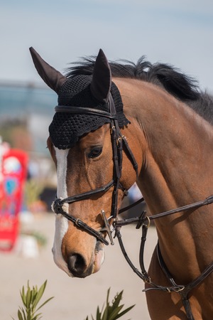 Jumping horse head closeup in a equestrian show.の写真素材