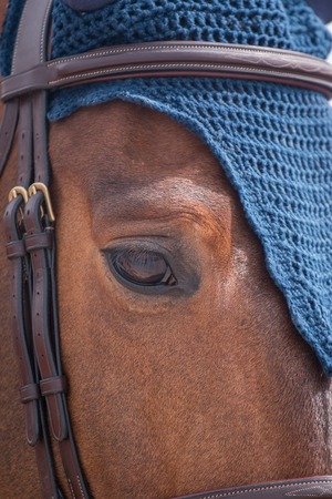 Jumping horse head closeup in a equestrian show.の写真素材