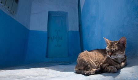 Cat relaxing in the blue city of Chefchaouen located in Morocco, Africa.の写真素材