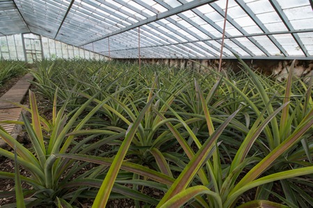 View of the famous Pineapple glass house farm plantation, located in Ponta Delgada, Azores, Portugal.の写真素材