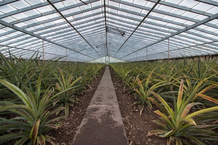 View of the famous Pineapple glass house farm plantation, located in Ponta Delgada, Azores, Portugal.の写真素材
