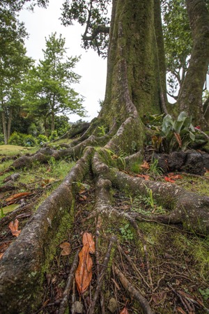 View of the luxurious nature park of Terra Nostra, located in Sao Miguel island, Azores, Portugal.