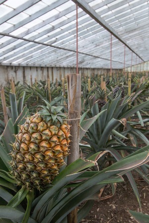 View of the famous Pineapple glass house farm plantation, located in Ponta Delgada, Azores, Portugal.の写真素材