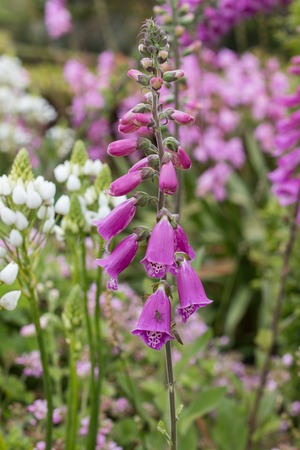 Close up view of the beautiful Digitalis floxgloves flowers in the Azores islands.