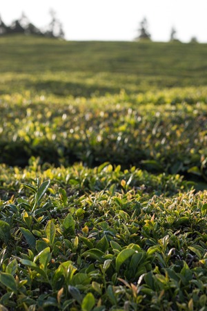 Famous Gorreana tea fields in Sao Miguel island, Azores, Portugal.の写真素材