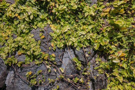 Close up view of an ivy plant covering a wall house.の写真素材