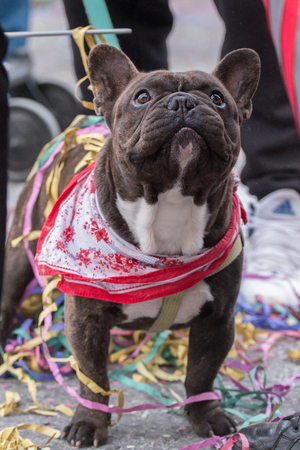 Close up view of a french bulldog on carnival festival parade.の写真素材