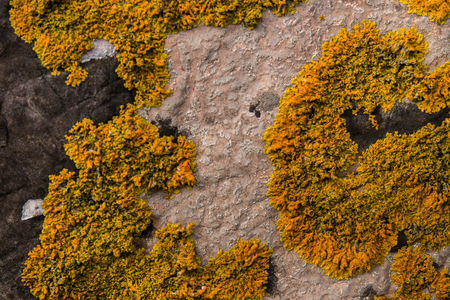 Close up view of a yellow lichen on a rock.の写真素材