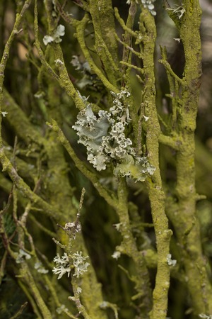 Close up view of a tree branches with green lichen.
