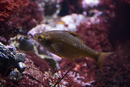 View of a artificial pool of coral and marine creatures.