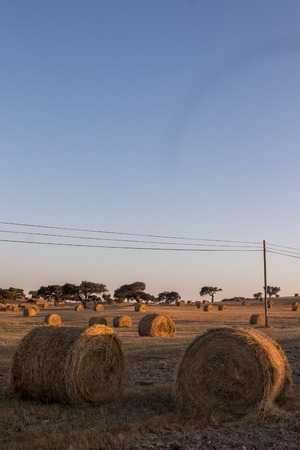 View of a field in Alentejo region with rolls of straw at sunset.