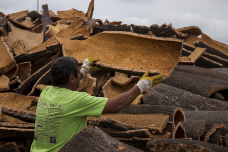 SAO BRAS DE ALPORTEL, PORTUGAL: 21st OCT, 2016 - Worker separates raw cork planks on a cork factory.のeditorial素材