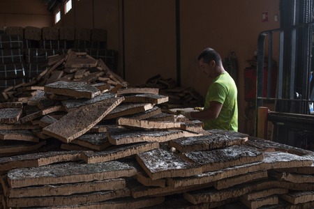 SAO BRAS DE ALPORTEL, PORTUGAL: 21st OCT, 2016 - Worker selecting cork boards for quality inspection and size separation.のeditorial素材