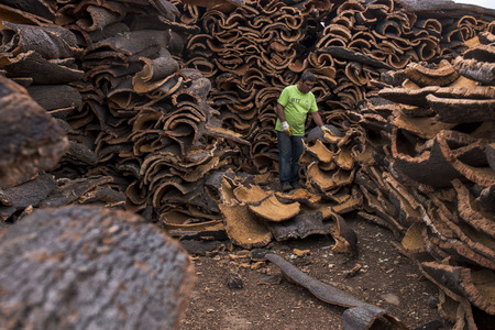 SAO BRAS DE ALPORTEL, PORTUGAL: 21st OCT, 2016 - Worker separates raw cork planks on a cork factory.のeditorial素材