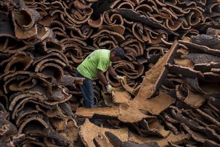 SAO BRAS DE ALPORTEL, PORTUGAL: 21st OCT, 2016 - Worker separates raw cork planks on a cork factory.のeditorial素材