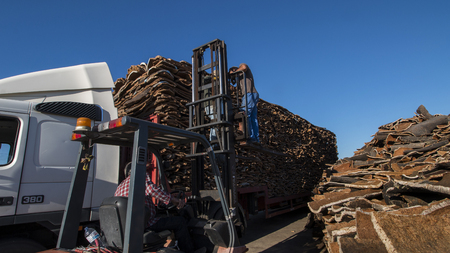 SAO BRAS DE ALPORTEL, PORTUGAL: 15th NOV, 2106 - Workers select from a bunch of raw cork planks stacked on a heavy duty truck.のeditorial素材