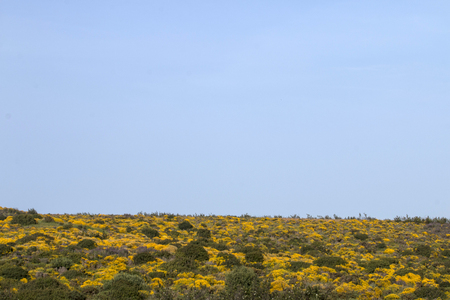 Typical and beautiful landscape with ulex densus shrubs on the Sagres, Portugal region.の写真素材