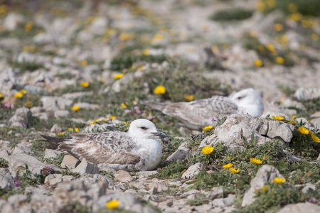 Close up view of young seagulls near the windy cliffs of Sagres region, Portugal.の写真素材