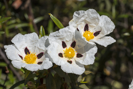 Close view of the beautiful white cistus ladanifer flowers.の写真素材