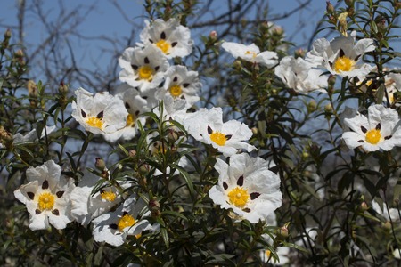 Close view of the beautiful white cistus ladanifer flowers.の写真素材