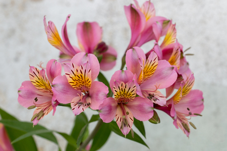 Close view of a pink Peruvian lily (Alstroemeria).の写真素材