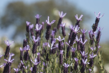 View of the beautiful french Lavender flowers (Lavandula pedunculata).の写真素材