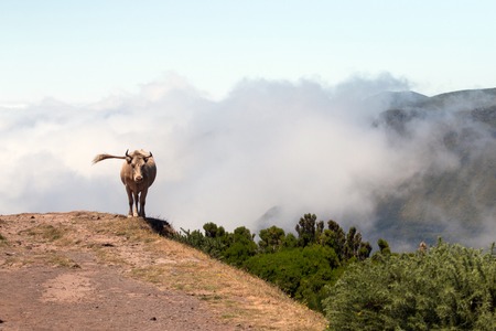 Brown cow on top of the mountain, in Madeira island.の写真素材