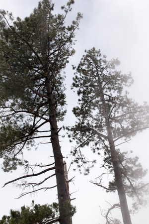 View of Pine trees in the morning fog.の写真素材