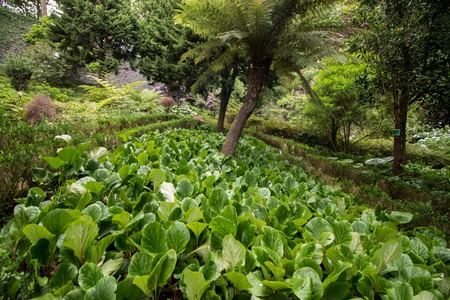 Tropical garden Monte Palace, located in Funchal city, Madeira island, Portugal.のeditorial素材