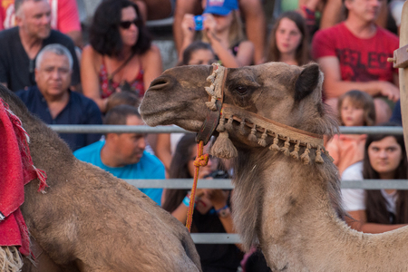 SILVES, PORTUGAL - August 13th, 2017 : Medieval show with camels in Medieval fair event.のeditorial素材