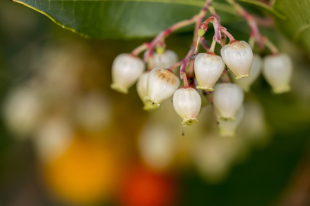 Close up view of an Strawberry Tree (Arbutus Unedo) blossom flowers.の写真素材