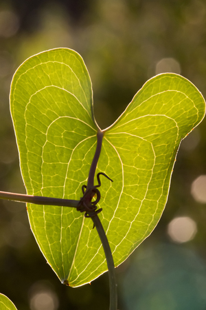 Close up macro view of veins of a smilax aspera.
