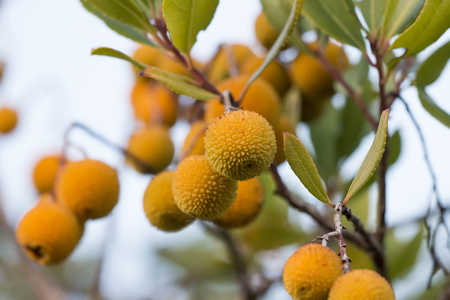 Close up view of an Strawberry Tree (Arbutus Unedo) blossom flowers.の写真素材