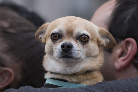 LOULE, PORTUGAL - FEB 2018: Colorful Carnival (Carnaval) Parade festival participants on Loule city, Portugal.のeditorial素材