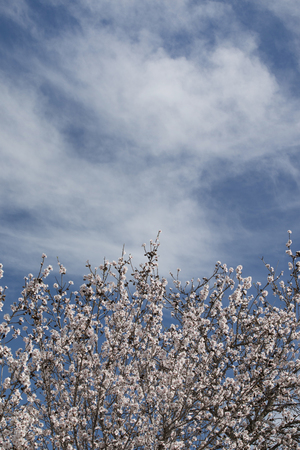 Beautiful almond trees on the countryside, located on the Algarve region, Portugal.の写真素材