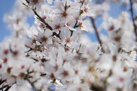 Beautiful almond trees on the countryside, located on the Algarve region, Portugal.の写真素材