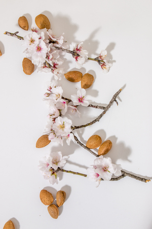 almond tree branch with almonds isolated on a white background.の写真素材