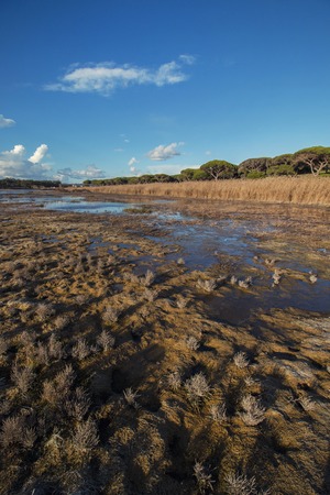 Typical low tide marshland landscape on the Algarve region, Portugal.の写真素材